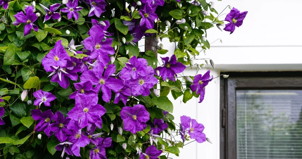 What Is The Name Of The Purple Flower Vine?