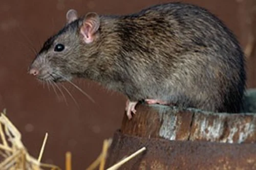 Easy Rodent Solutions: Keep Your Home Pests-Free Today!
